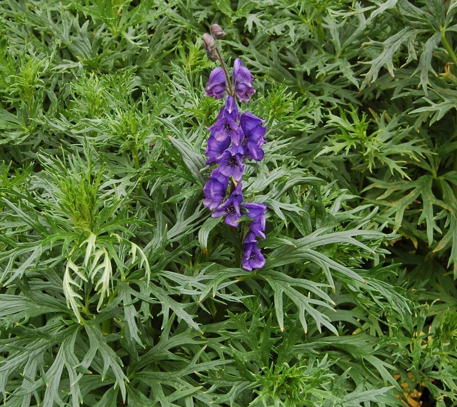 MONKSHOOD * Aconitum napellus * WOLFSBANE * ACONITE DEEP BLUE